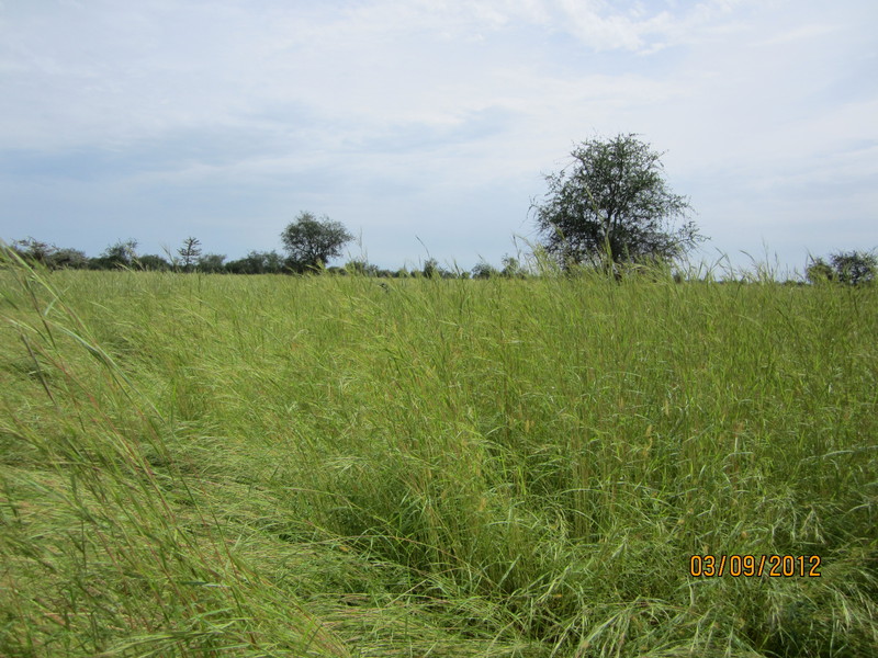 Grassland to the North of the CP