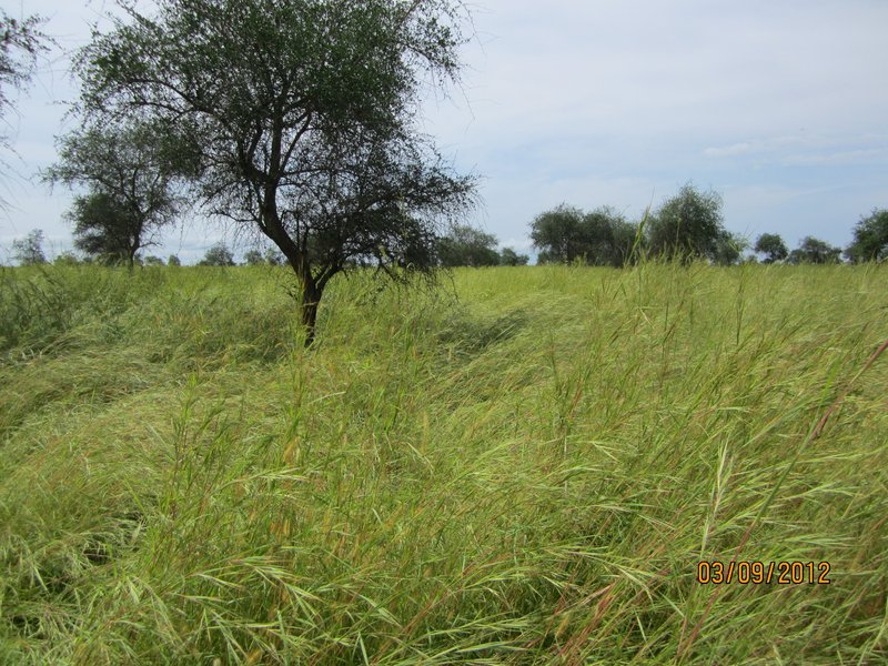 Grassland to the East of the CP