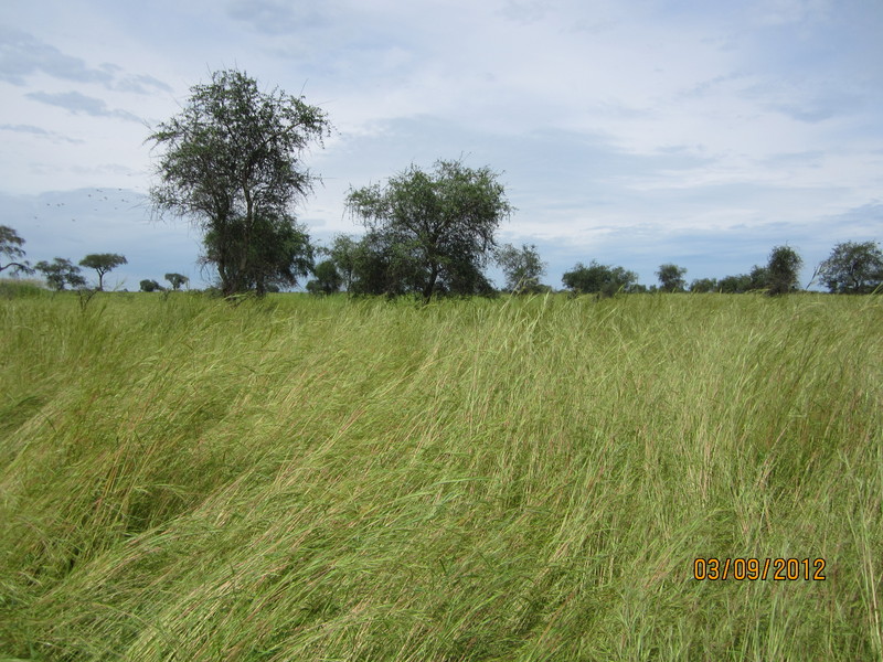 Grassland to the South of the CP