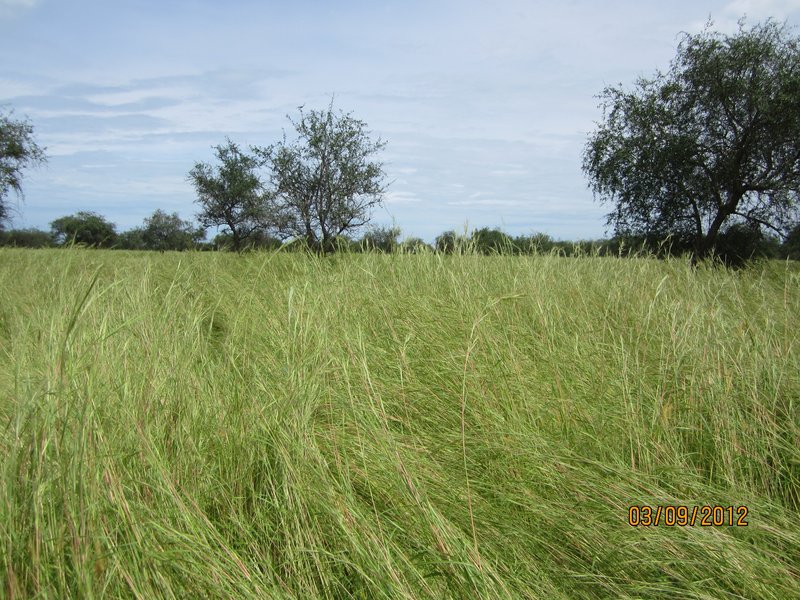 Grassland to the West of the CP