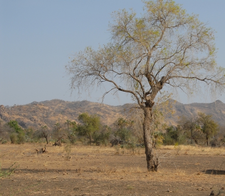 Looking to the East from the Confluence