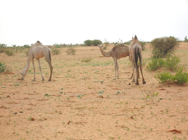 Camels