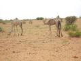 #7: Camels