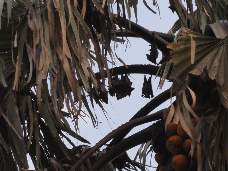 Bats (briefly) at rest