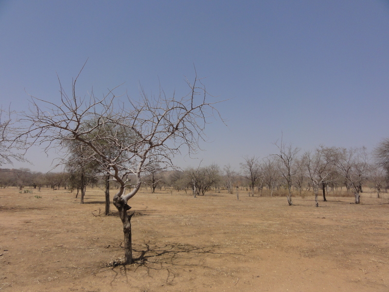 Local landscape in Dafra