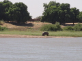 #2: Grazing Hippo 