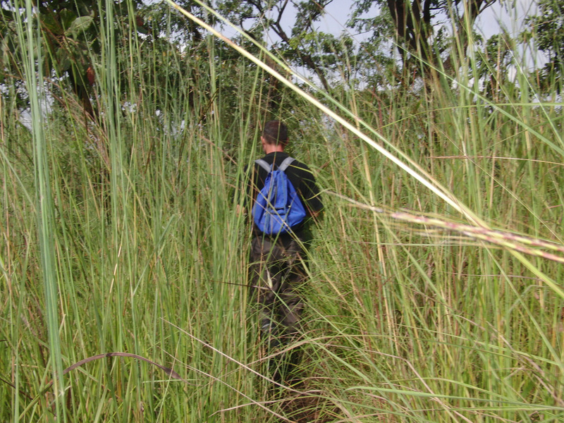 Cutting through swamp grass