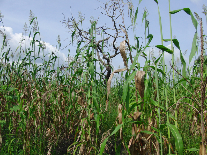 Closeup of Confluence in the middle of a corn field