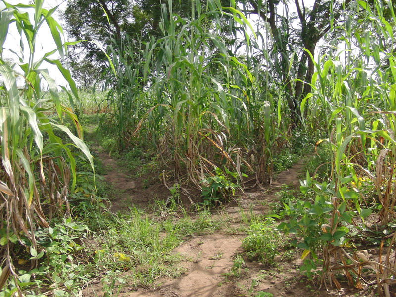 Left or right? At the farm path junction