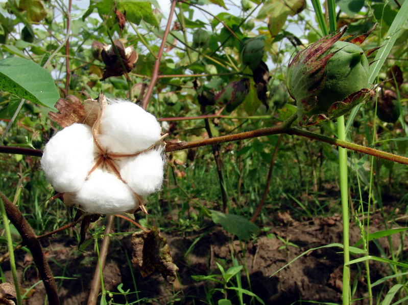 Cotton plant