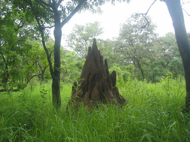 Termite hill on the way