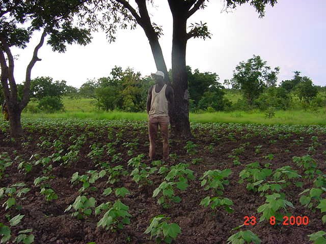 Ali in his strategically located field