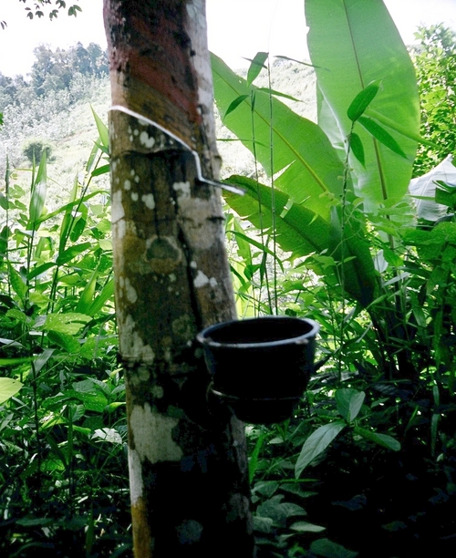 Principle of rubber harvest