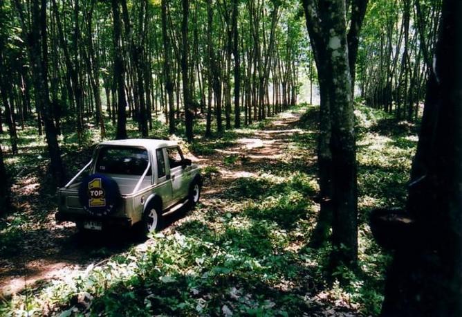 Driving through the rubber plantation near N9 E99