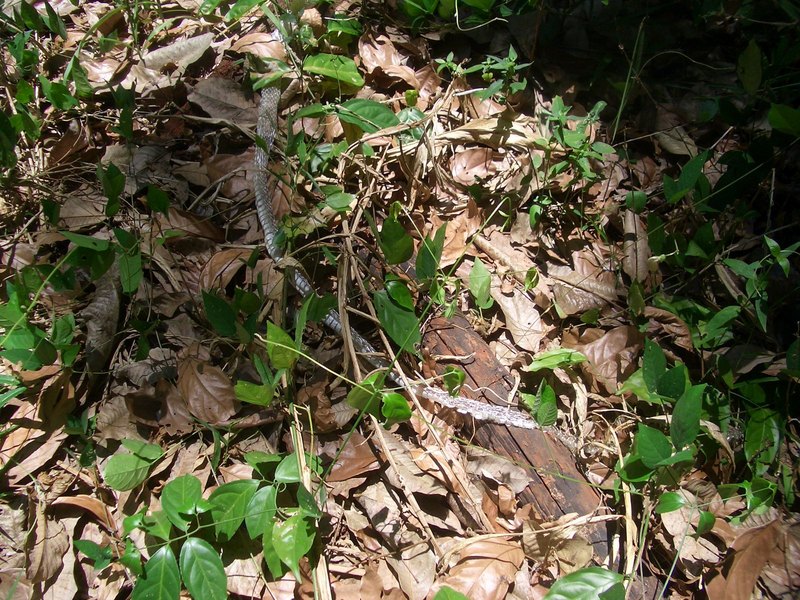 Cobra skin at the confluence point