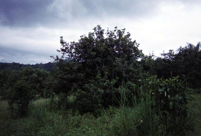 The confluence is located in the triangle formed by the big bush in the middle of the picture, the small bush to the left and the medium sized bush in the back.