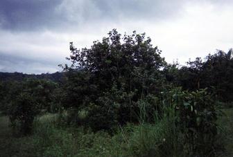 #1: The confluence is located in the triangle formed by the big bush in the middle of the picture, the small bush to the left and the medium sized bush in the back.