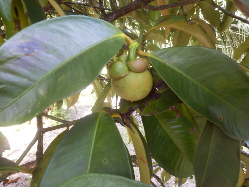 Mangosteen Tree