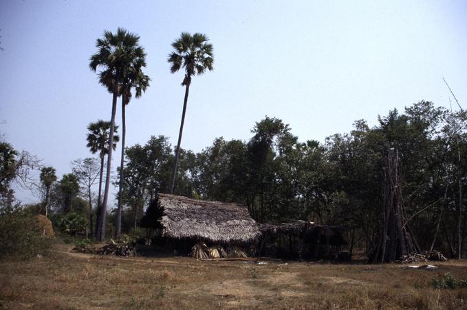 View east; sugar making hut