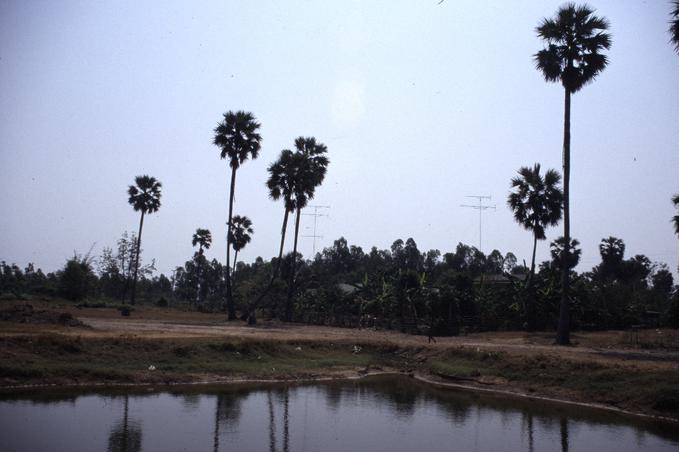 View south; fruit for sugar making comes from these tall trees