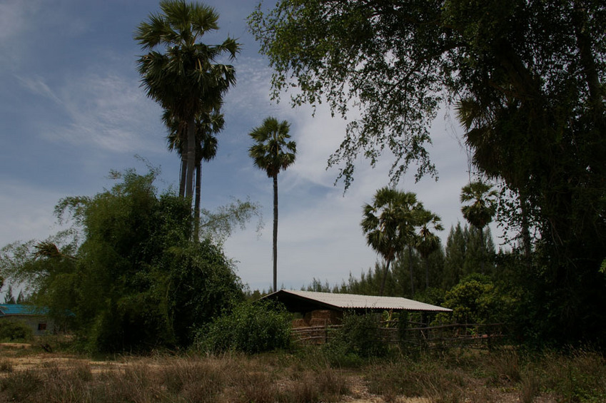 View from neighboring land plot towards the CP (direction: NE)