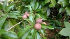 #8: Sapodilla fruit (ละมุด) (Lamoot)