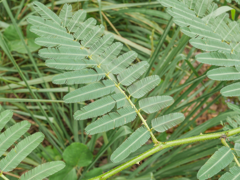 Prickly fern