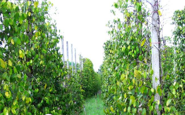 View to the North - Pepper plantation