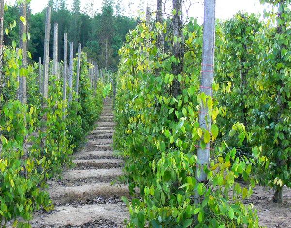 View to the South - more pepper trees