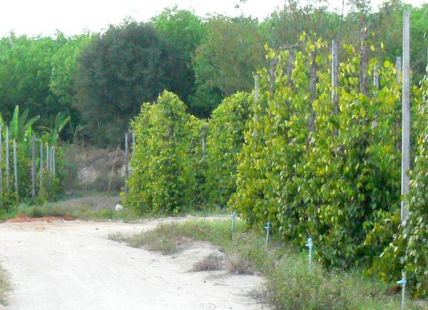 View to the West - down hill to small rivine