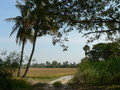 #5: View to the East; taken approx. 60m from confluence