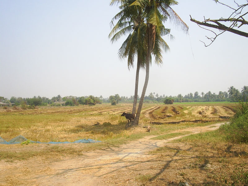 General view of the confluence area (looking northeast)