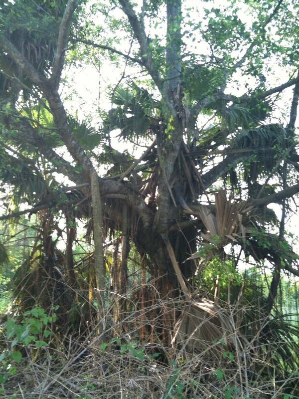 The confluence point is just in front of this combination of two trees