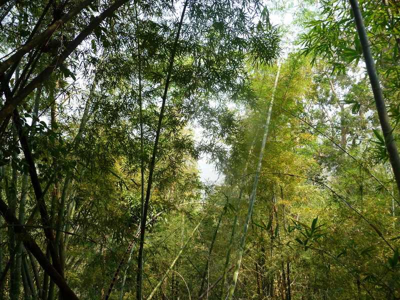 General view in the direction of the confluence.  If you look carefully you can see big mountains behind the bamboo trees.