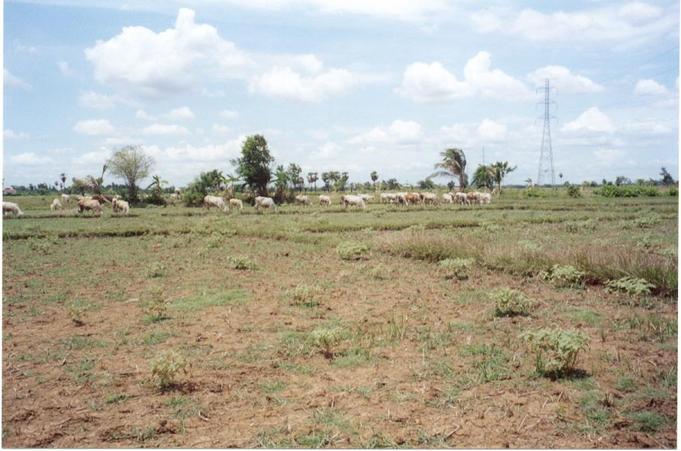 Cows grazing near the confluence