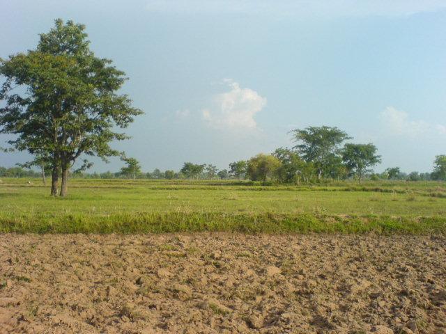 South from the confluence, towards the canal