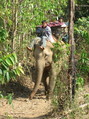 #8: Karen with working elephant