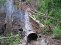 #7: A tree still smoldering from lightning