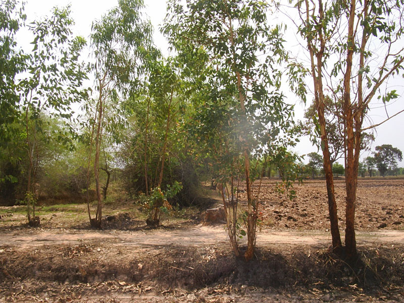 Looking east from the confluence