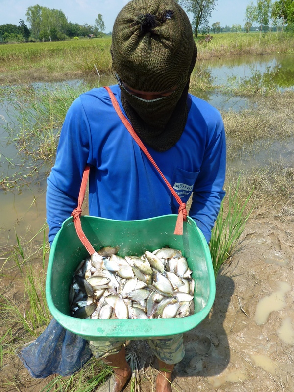 The fisherman and his catch