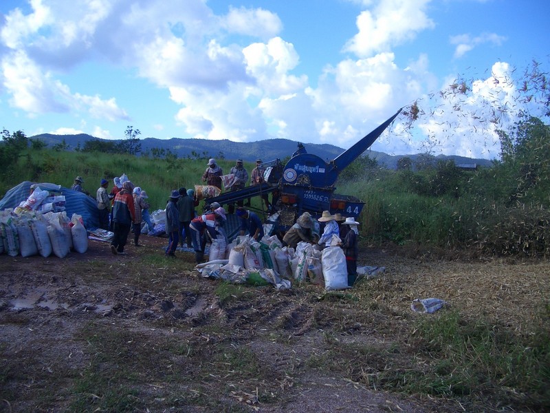 Dehusking the maize