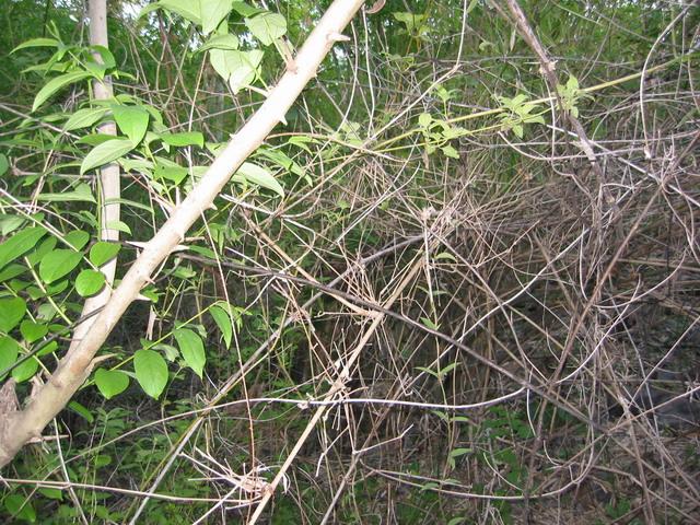 Looking South from the railway, 30m from the confluence