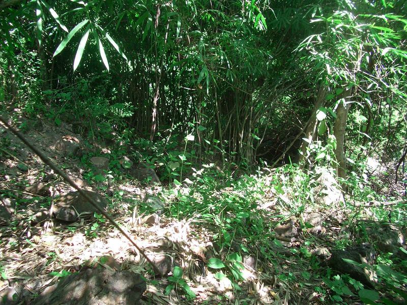 Confluence point in the bush