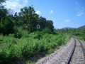 #7: Confluence point behind the big tree next to the railway sign