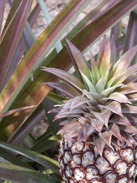 Pineapple in guides yard (photo by C.M.)