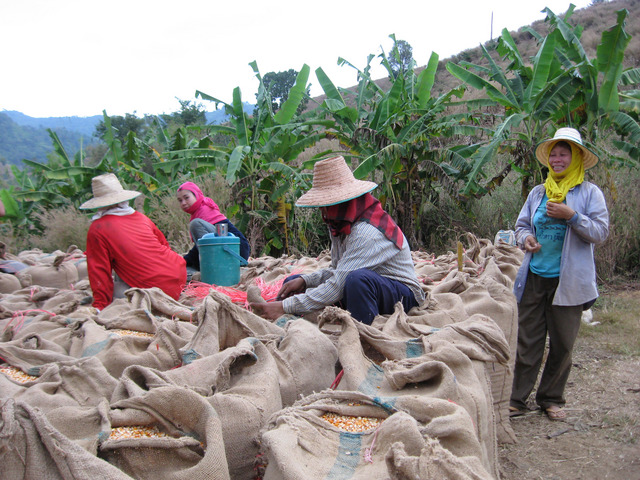 There were some 8 tones of corn in 100kg sacks