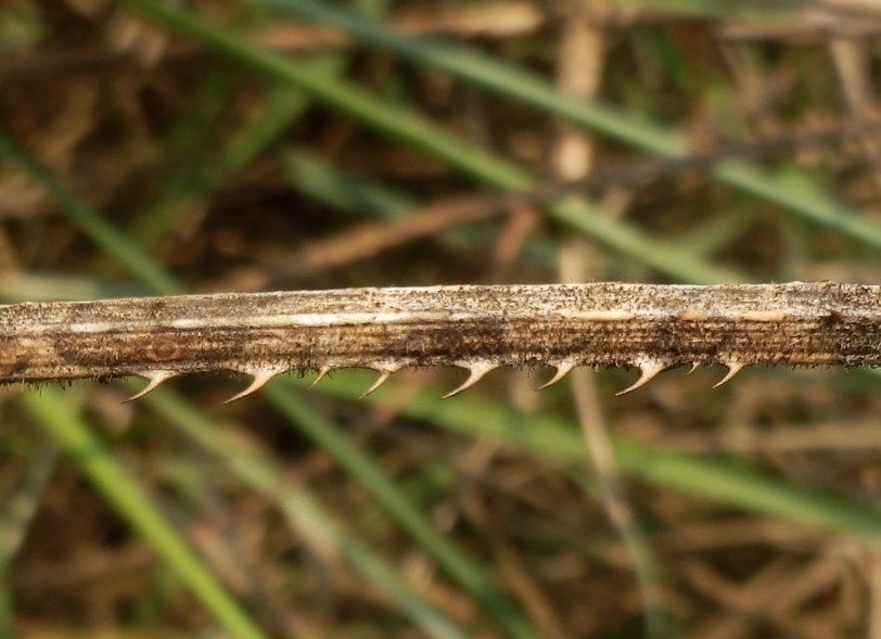 Thorns at the Confluence