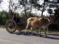 #6: Traditional method of transportation