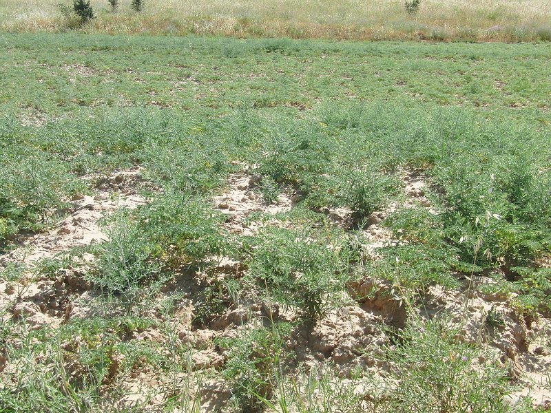 Confluence at a field