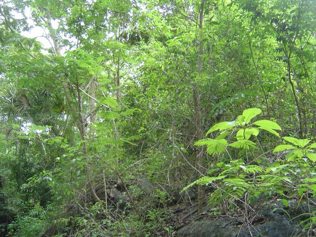 View to the East, looking upwards to avoid the rocky stream bank